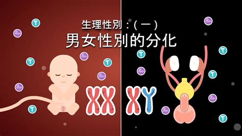 生仔生女機率|【生仔生女機率】食物酸鹼度真能控制BB性別？3攻略增加成功率！